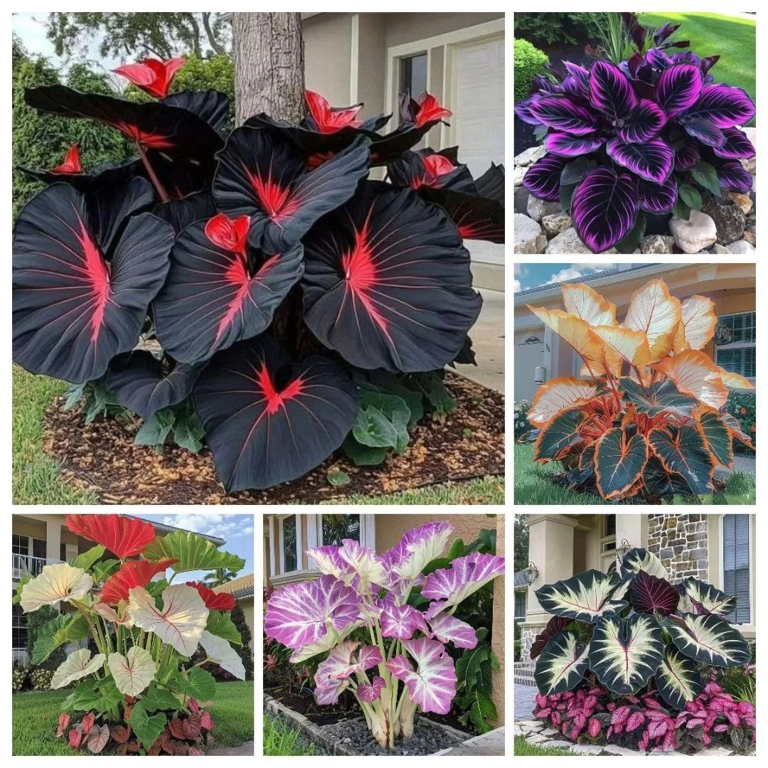 Black Hosta Seeds + 100 grams Organic Pot mix Free