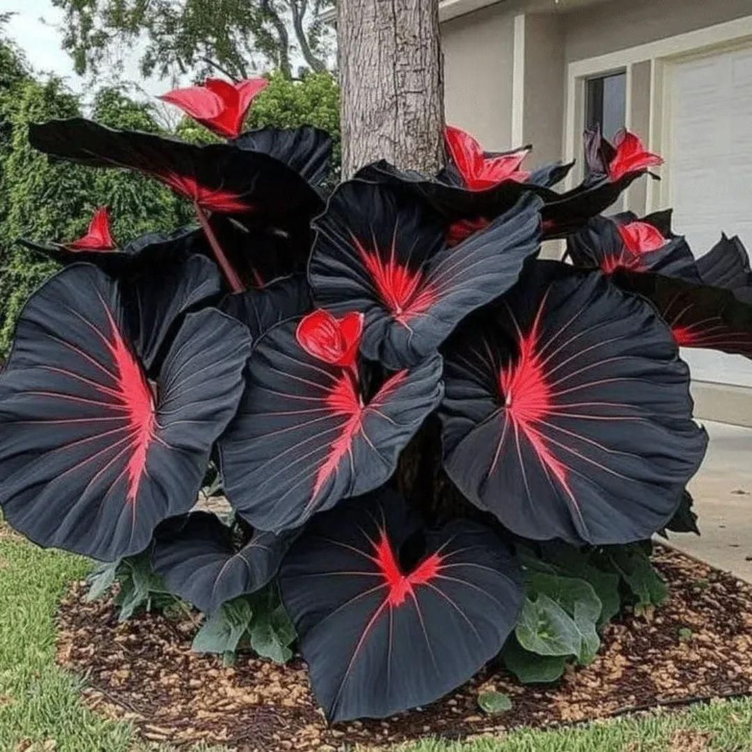 Black Hosta Seeds + 100 grams Organic Pot mix Free